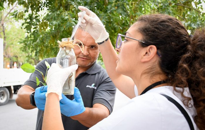 Durante todo el año, Saneamiento Ambiental busca larvas, y coloca trampas (frascos de plástico con filtros, que funcionan como colectores de larvas y huevos para su posterior estudio). 