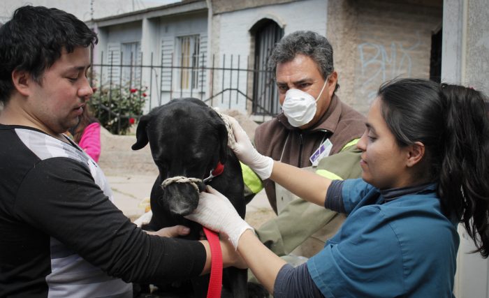 programa mascotas argentinas (5)