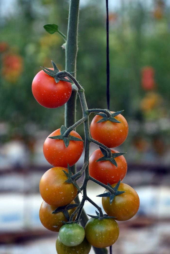 Circuitos enoturísticos y gastronómicos - Burbujas y Sabores (9)