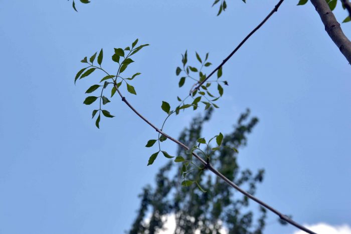 Plantación de árboles - Parque del Acceso Este (34)