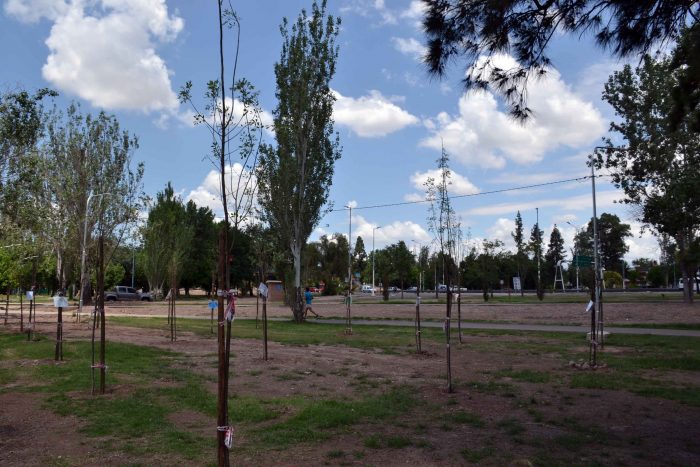 Plantación de árboles - Parque del Acceso Este (35)