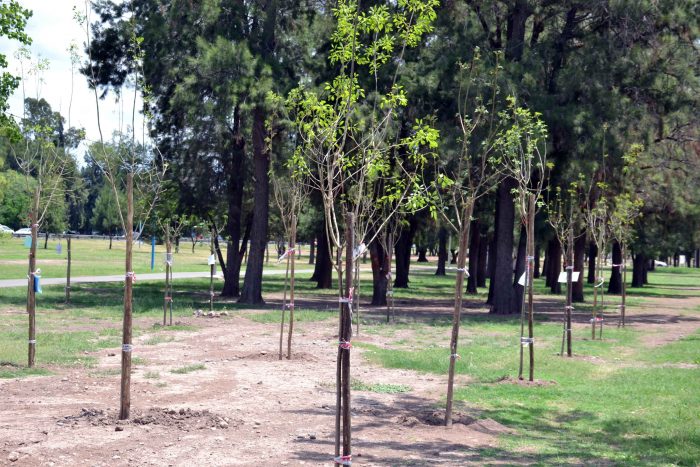 Plantación de árboles - Parque del Acceso Este (39)