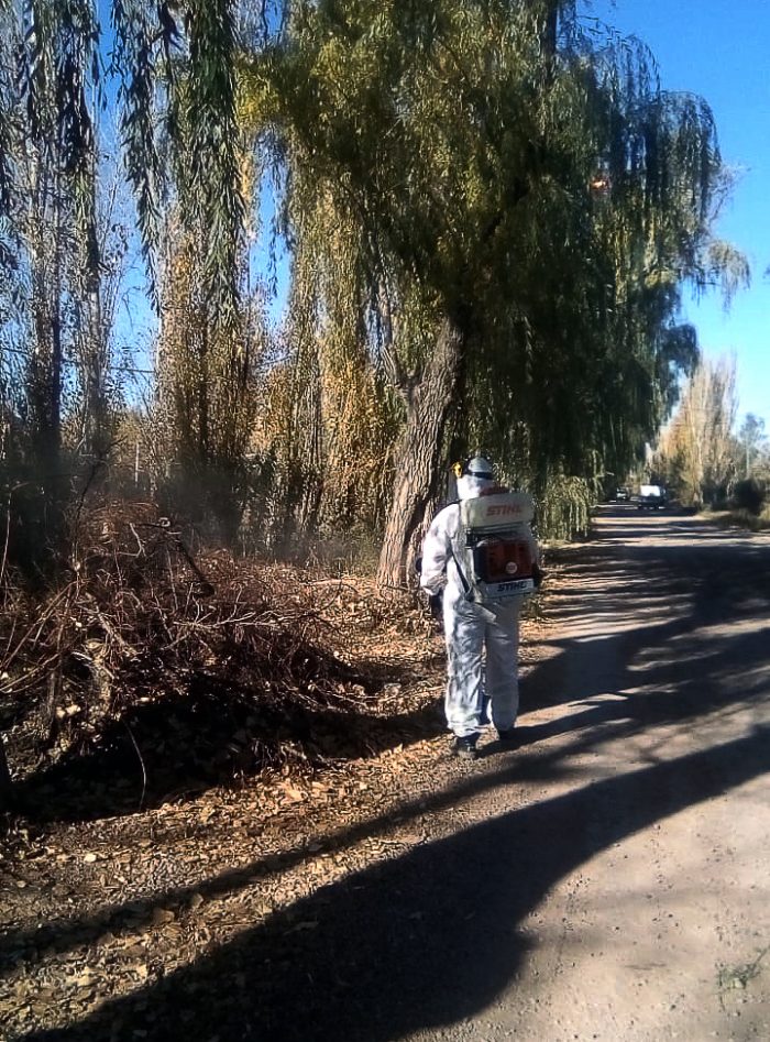 Operativos de desinsectación (2)