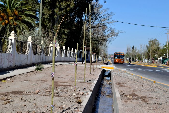 Nuevos árboles - Operativo de plantación (1)