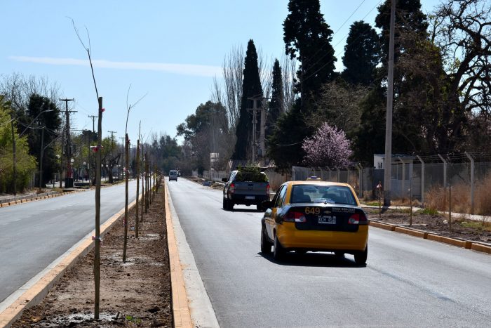 Nuevos árboles - Operativo de plantación (11)