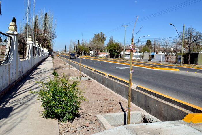 Nuevos árboles - Operativo de plantación (3)