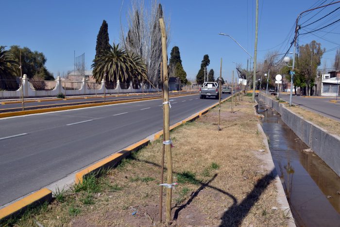 Nuevos árboles - Operativo de plantación (8)