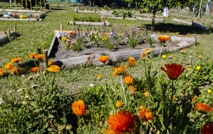 Huerta agroecológica - Centro Verde (1)