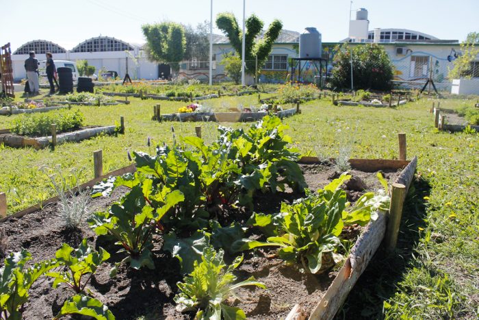 Huerta agroecológica - Centro Verde (6)