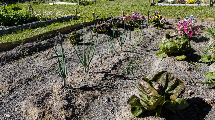 Huerta agroecológica - Centro Verde (8)