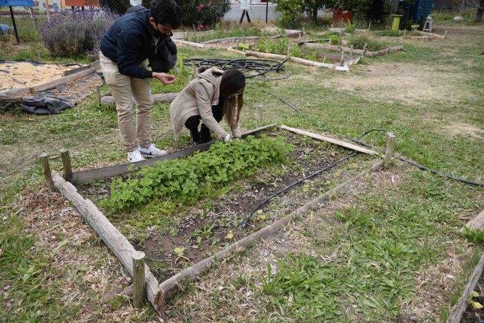 Capacitación huerta agroecológica (9)