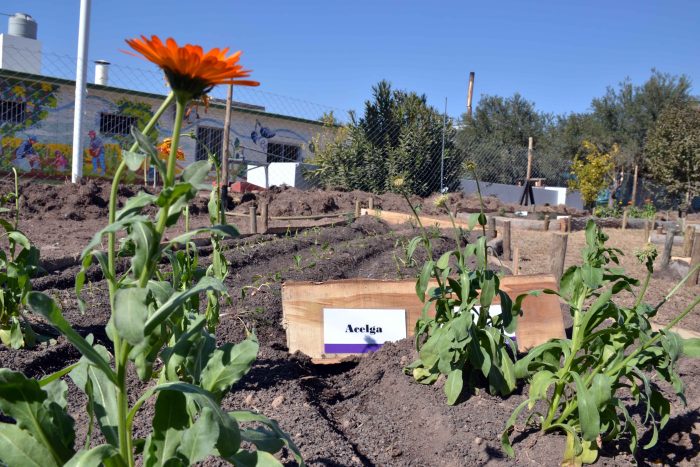 Huerta agroecológica (3)