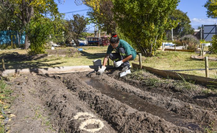 Huerta agroecológica (4)