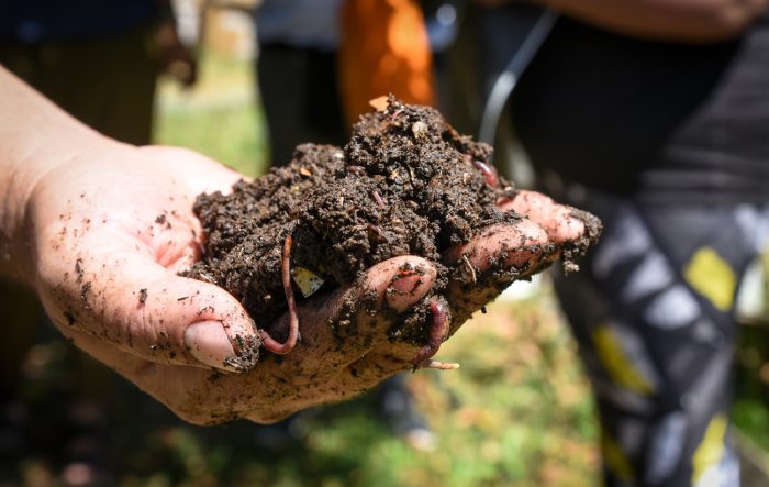 Huerta agroecológica (7)