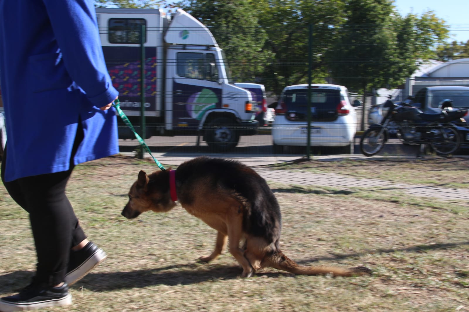 DÍA DEL ANIMAL EN GUAYMALLÉN (2039)