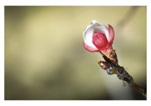 IMG_0294-2 cm