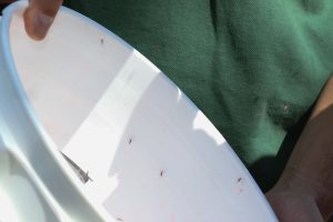 liberación mosquitos estériles de Aedes aegypti (13)