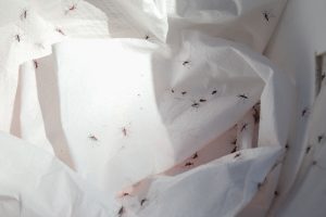 liberación mosquitos estériles de Aedes aegypti (14)
