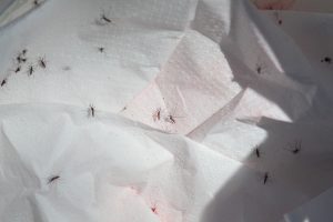 liberación mosquitos estériles de Aedes aegypti (15)