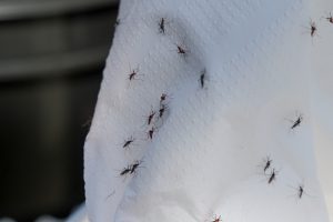liberación mosquitos estériles de Aedes aegypti (16)