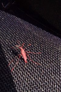 liberación mosquitos estériles de Aedes aegypti (3)