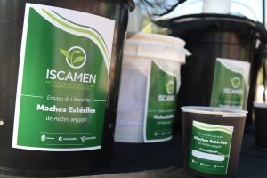 liberación mosquitos estériles de Aedes aegypti (4)