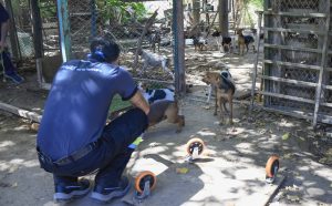 Allanamiento perros- Guaymallén (1)