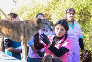Operativo por el Día del Animal -2026 (14)