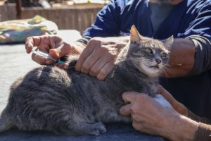 Operativo por el Día del Animal -2026 (6)