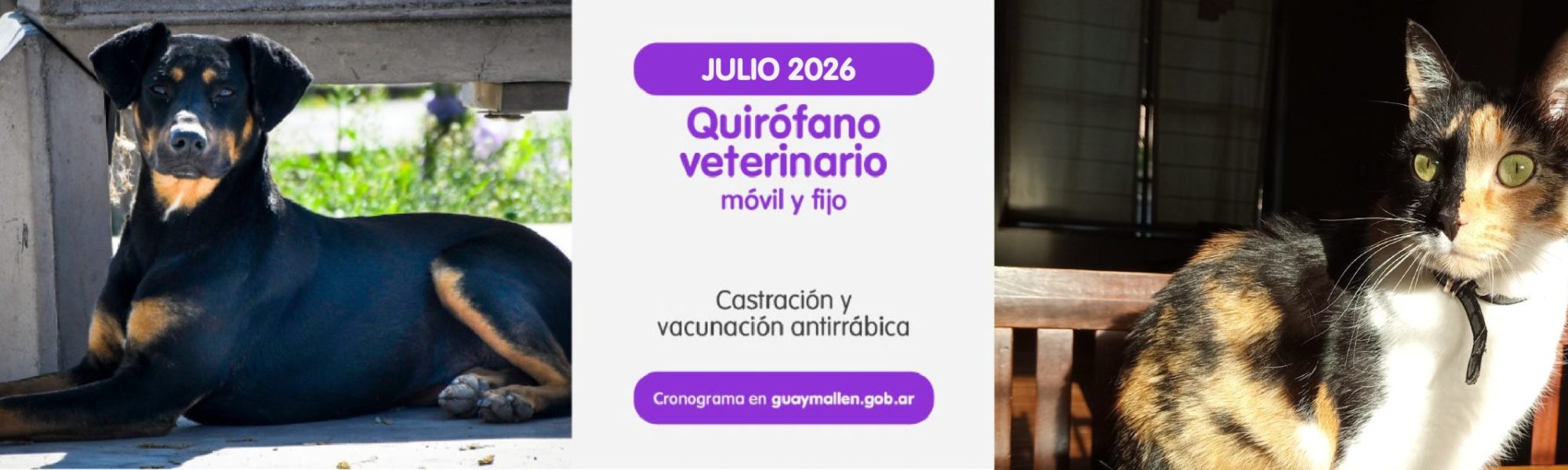 banner movi vet-02.jpg
