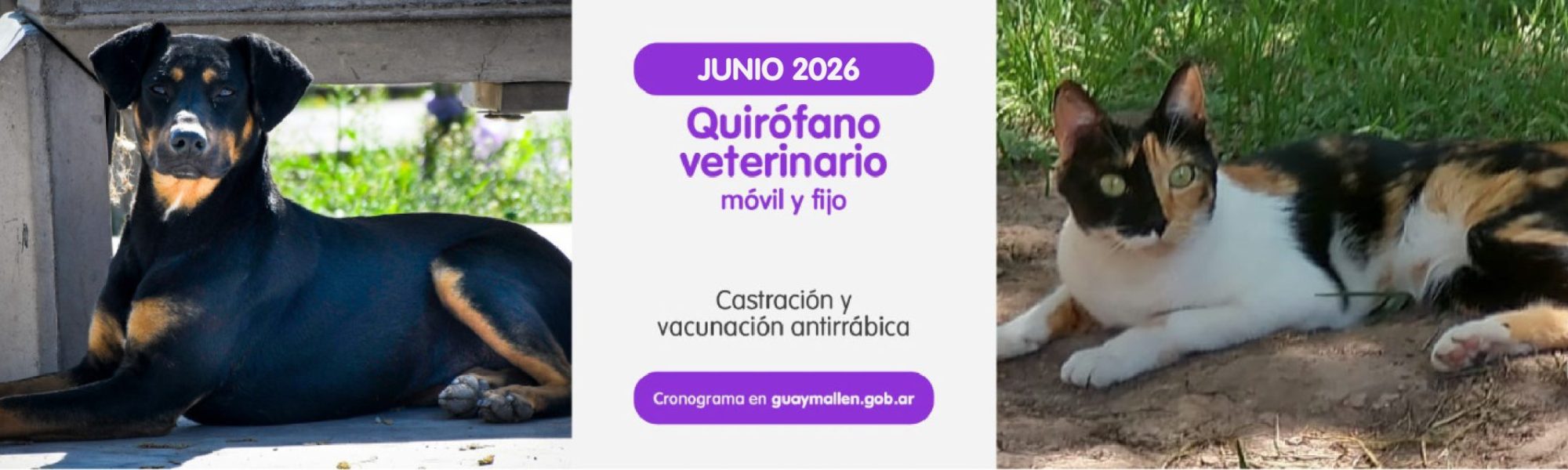 banner movi vet-02.jpg