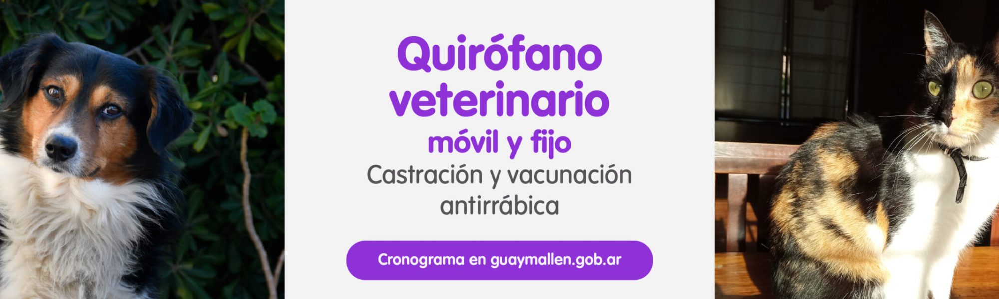 banner movi vet-02.jpg(1)