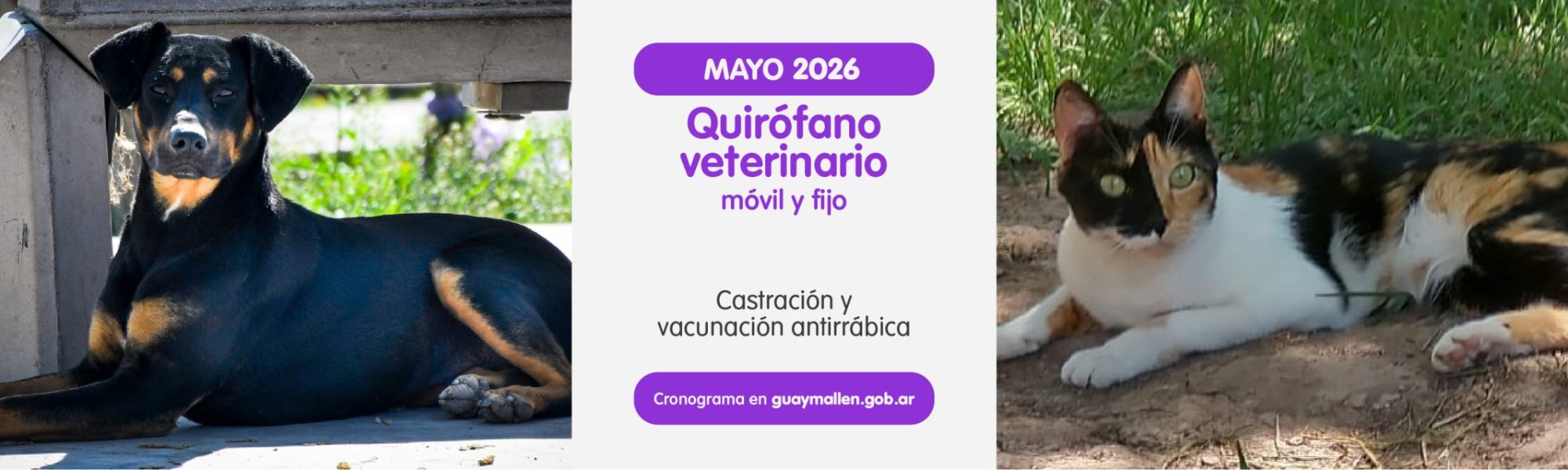 carrusel_web_pc vet-01.jpg