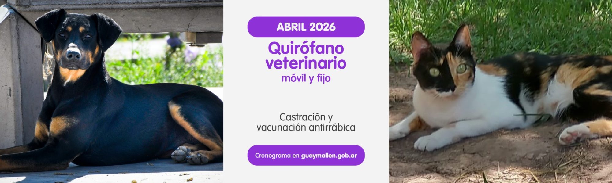 carrusel_web_pc vet.jpg